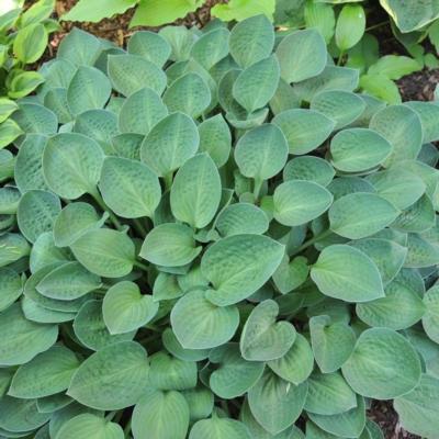 Hosta 'Abiqua Trumpet'